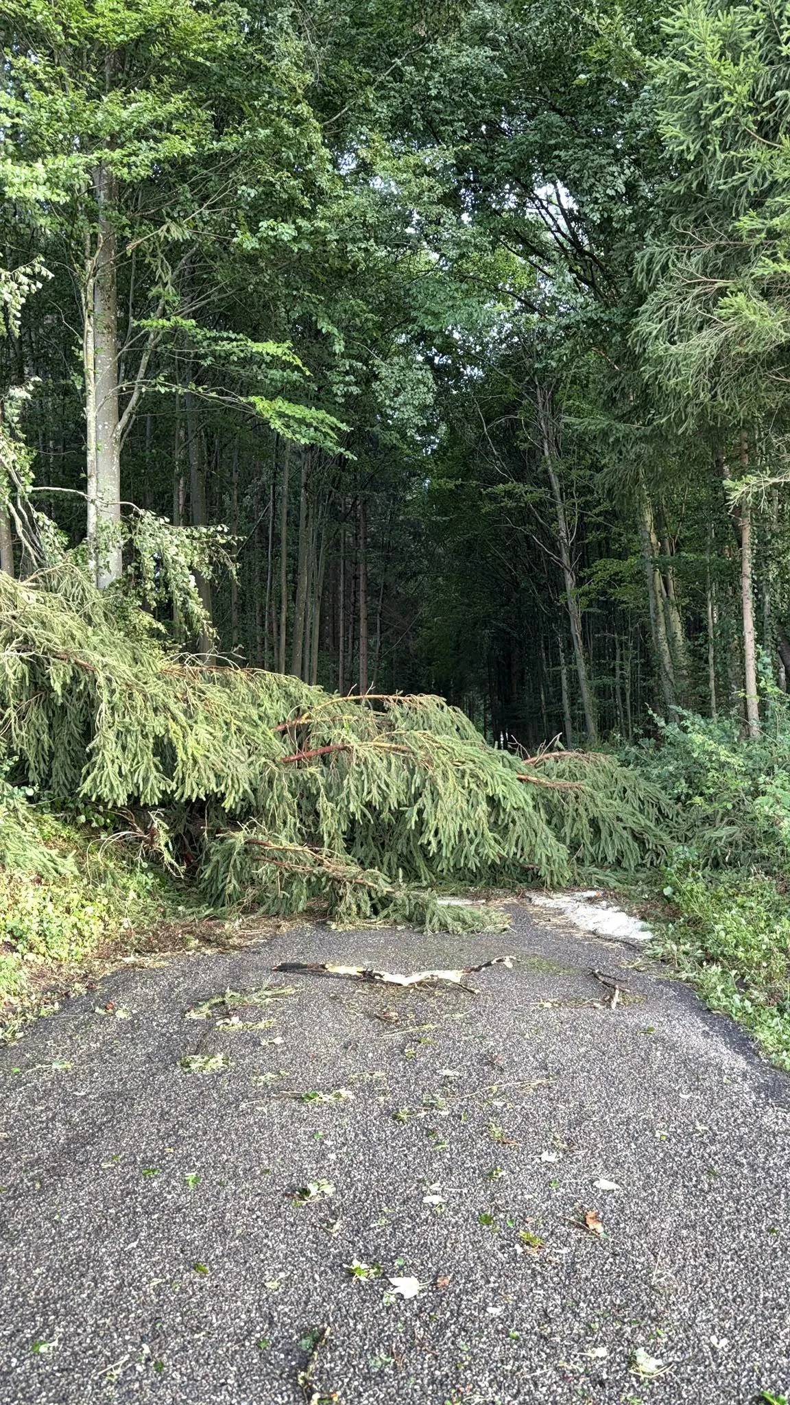 Man sieht abgebrochene Äste auf einem Waldboden.